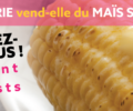 Votre épicerie vend-elle du maïs OGM ?