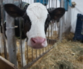 Visite d’une ferme laitière sans OGM