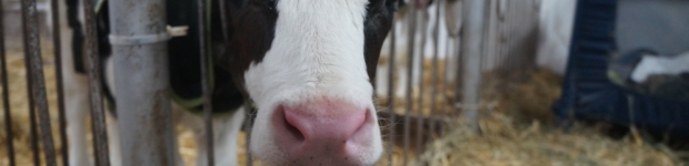 Visite d’une ferme laitière sans OGM