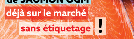 Saumon OGM : les Québécois cobayes dès aujourd’hui !