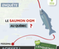 Enquête : Le saumon OGM est-il arrivé au Québec ?